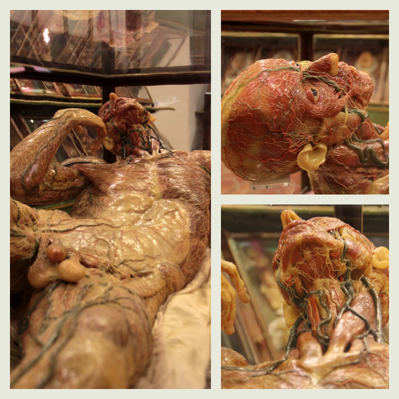 La Specola, The Natural History Museum of the University of Florence  (15).jpg